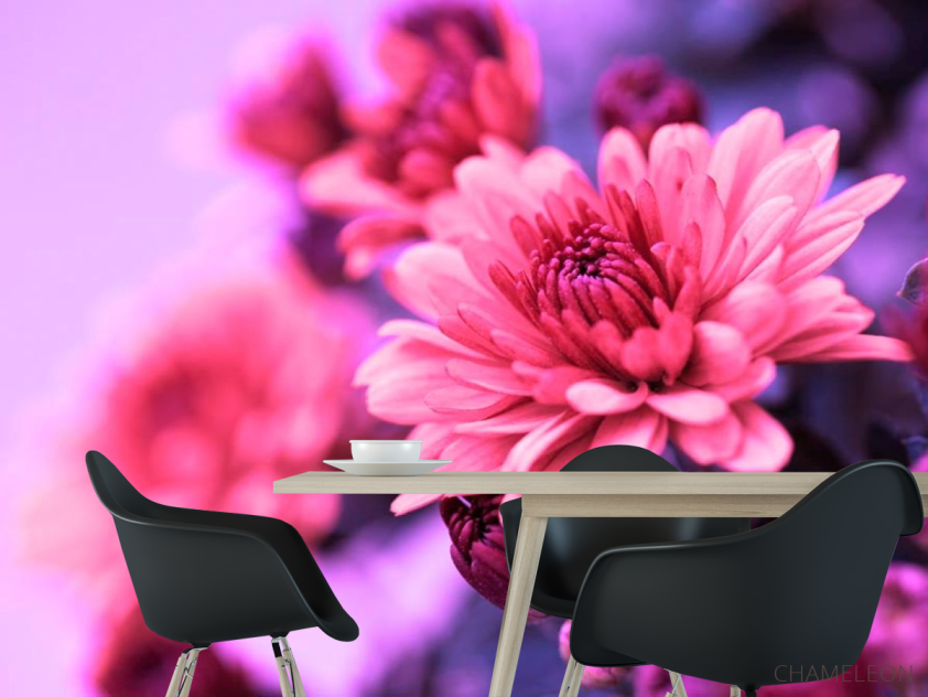 Фотошпалери Айстри рожеві - 1