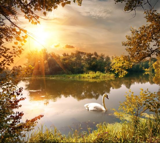 Фотообои лебедь на озере 20730