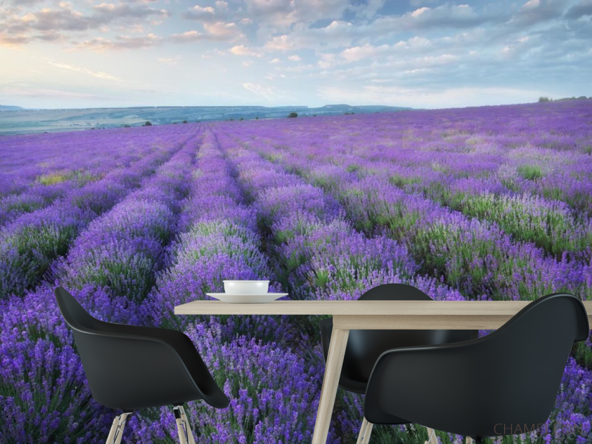 Фотошпалери лавандавое полі - 1