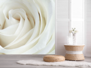 Фотошпалери Біла троянда - 2
