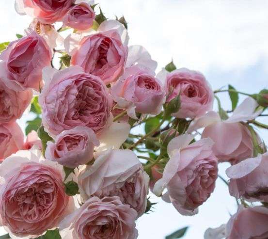 Фотообои крупные розовые бутоны Фотообои крупные розовые бутоны 21240