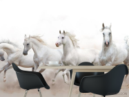 Фотошпалери чотири білі коні - 1