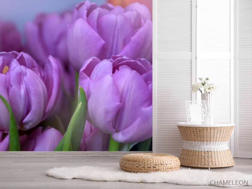Фотошпалери фіолетовий тюльпан - 2