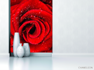 Фотообои Роза алая в росе - 1