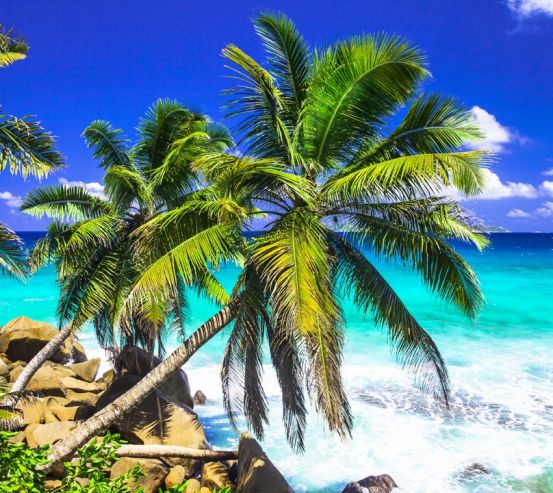 Фотообои две пальмы над голубым морем 20854