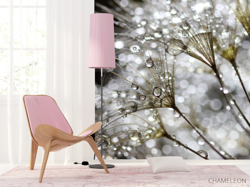 Фотошпалери білий кульбаба з росою - 4