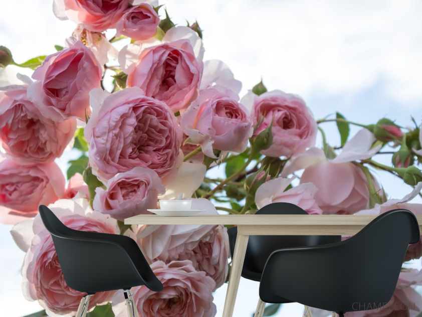 Фотошпалери великі рожеві бутони - 1