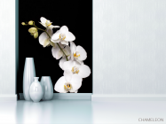 Фотообои веточка белой орхидеи на черном фоне - 1