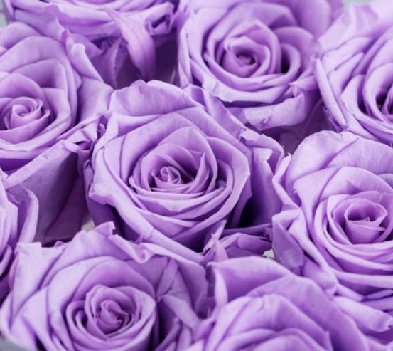 Фотообои фиолетовые розы 27328