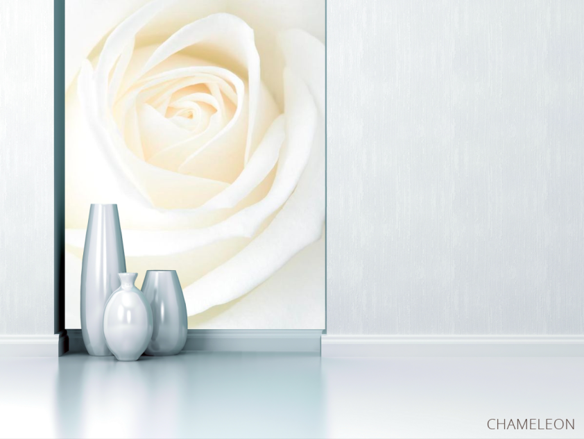 Фотообои Белая распустившаяся роза - 1