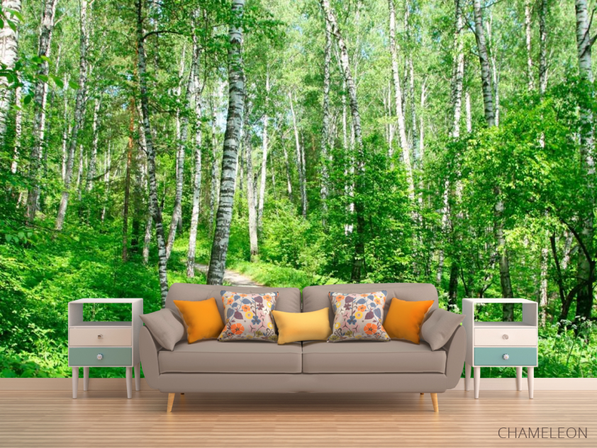 Фотообои Лес, березки - 1