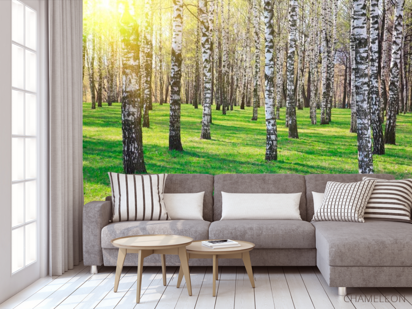 Фотообои Лес, березы, солнце - 3