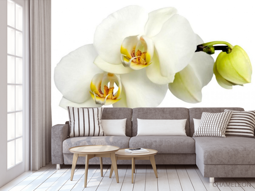 Фотообои Орхидеи желто-белые - 3