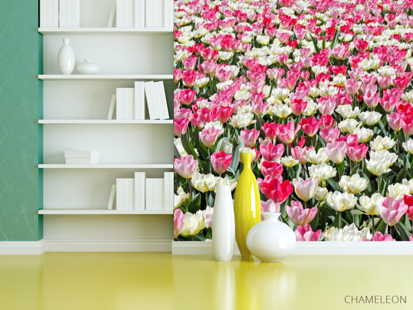 Фотошпалери Поле різнокольорових тюльпанів - 3