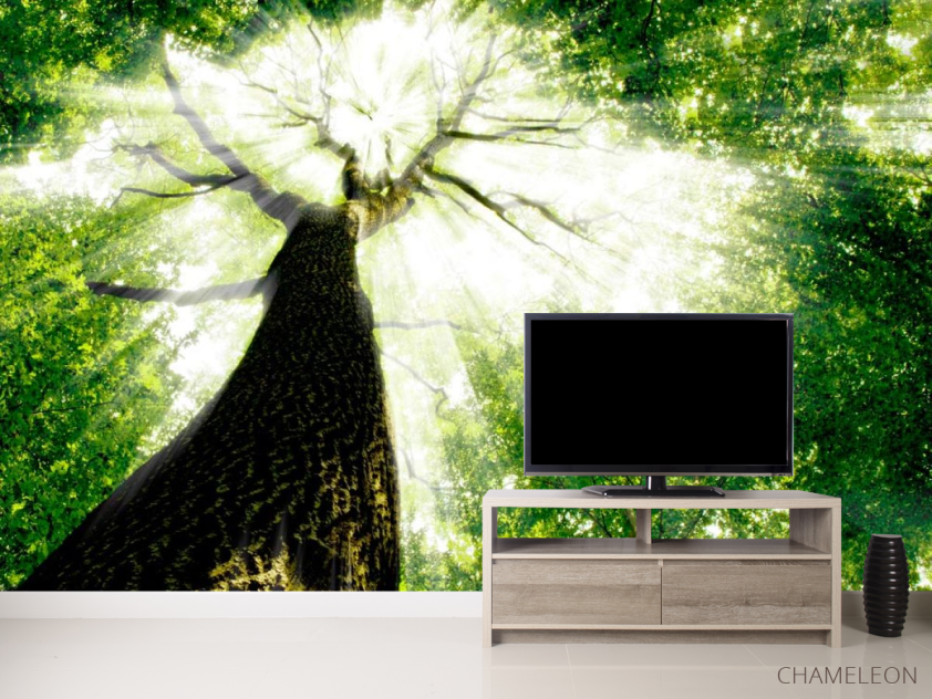 Фотообои Дерево, свет - 2