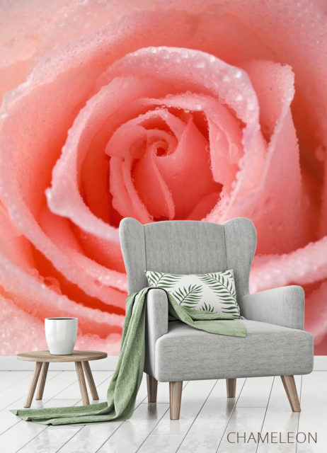 Фотообои Розово-кремовая роза - 3