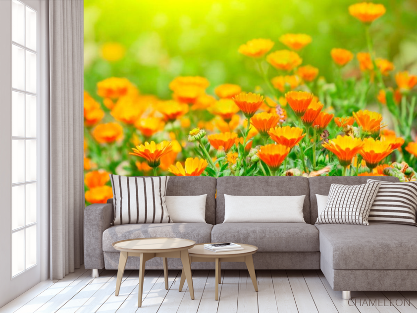 Фотообои Оранжевые чернобривцы - 3