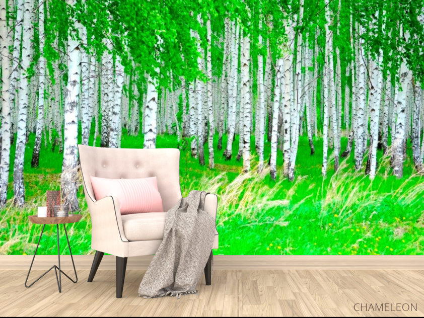 Фотообои Березовая роща, лес - 4