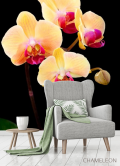 Фотообои Кремово-бежевые орхидеи - 3