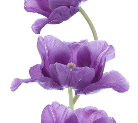 Фотообои фиолетовые тюльпаны Фотообои фиолетовые тюльпаны 20612