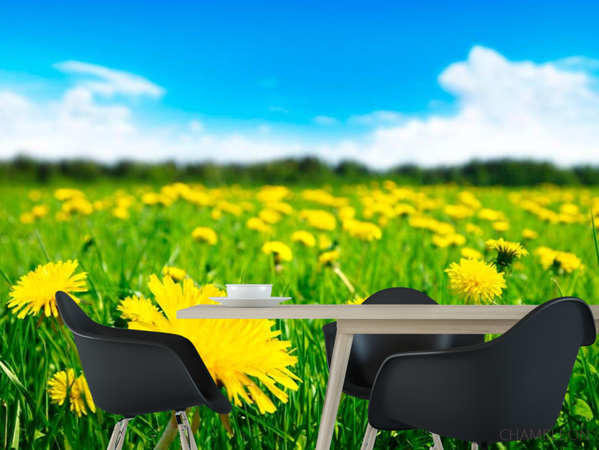 Фотошпалери Одуванчиковое полі - 1