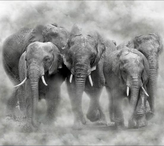 Фотообои слоны 31551