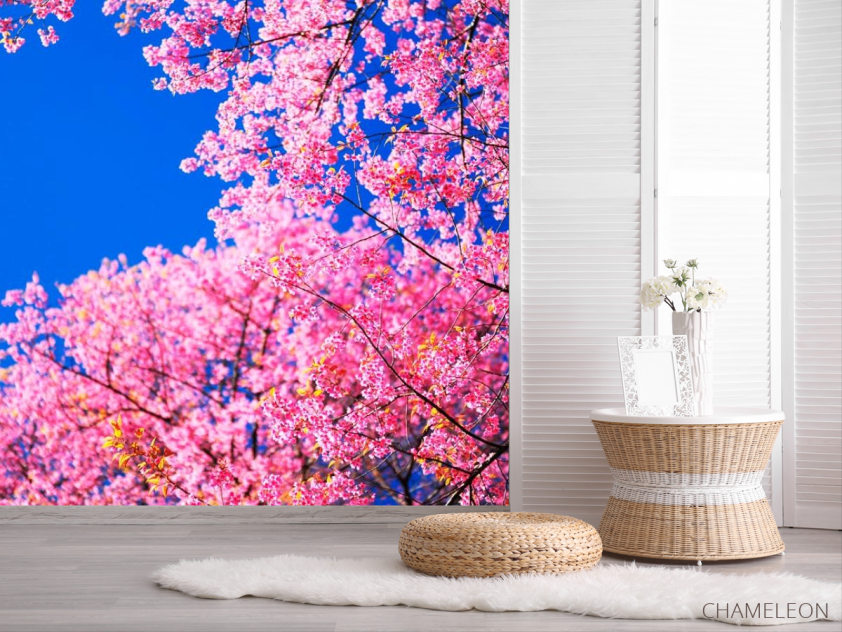 Фотошпалери Сакура цвіте - 2