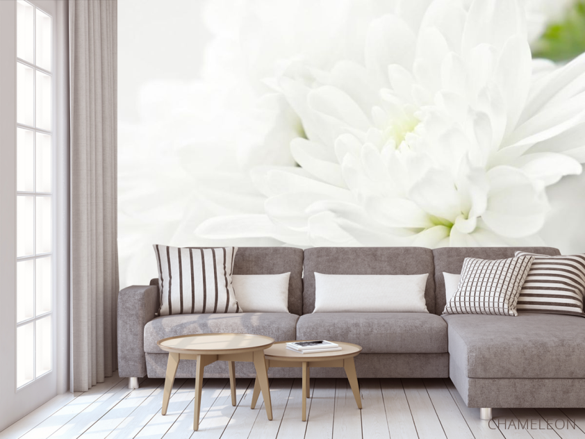 Фотообои Белые хризантемы - 3