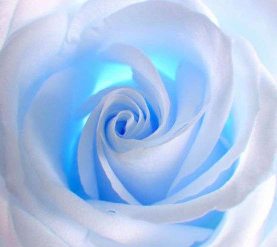 Фотообои роза Фотообои роза 25176