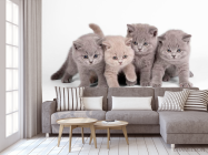 Фотообои Котята - 3