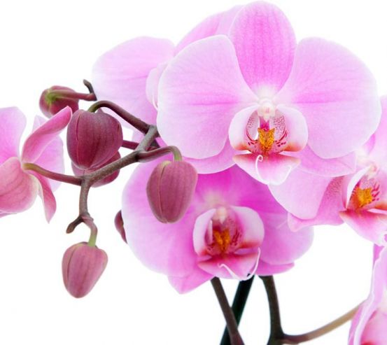 Фотообои Орхидеи на белом 3336