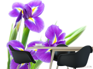 Фотообои Анютины глазки фиолетовые - 1