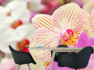 Фотошпалери Орхідеї в цяточку - 1