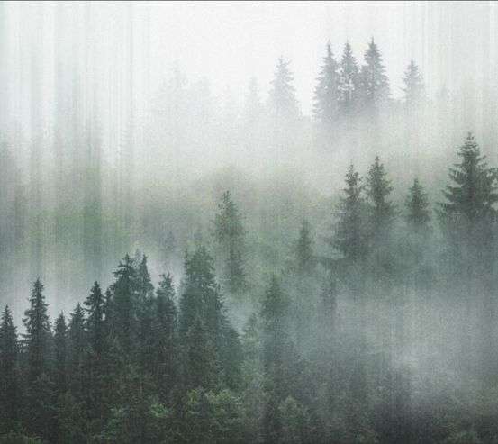 Фотошпалери Туманний ліс 3д Фотошпалери Туманний ліс 3д 33283