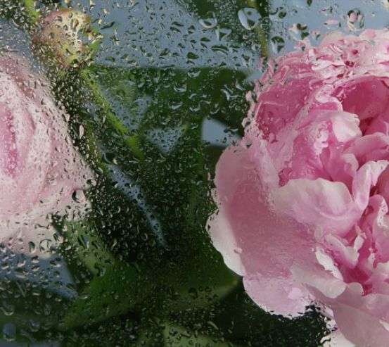 Фотошпалери Рожеві півонії з краплями дощу Фотошпалери Рожеві півонії з краплями дощу 33777