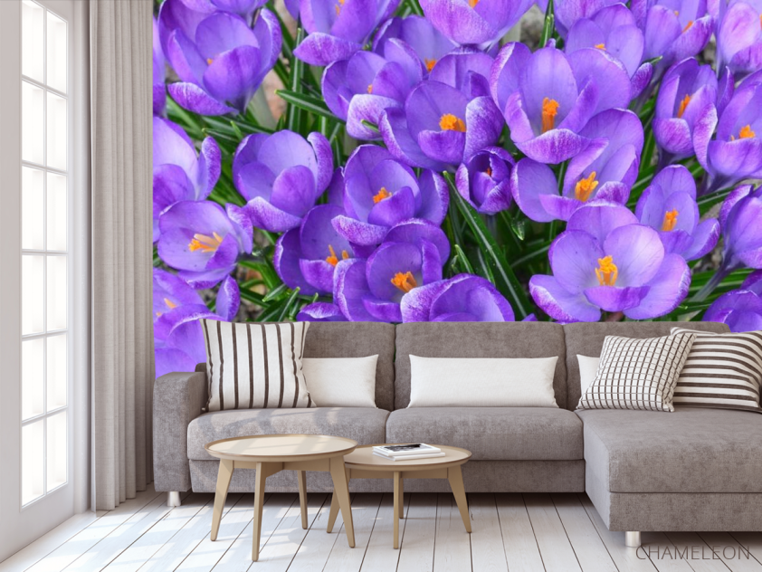 Фотообои Шафран весенний - 3