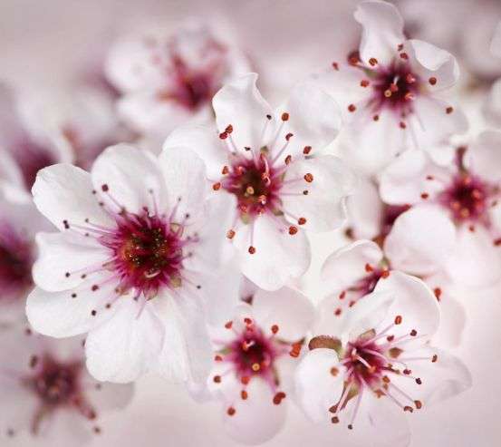 Фотообои цвет вишни Фотообои цвет вишни 20511