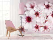 Фотошпалери цвіт вишні - 4