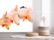 Фотошпалери Гілочка орхідей - 2