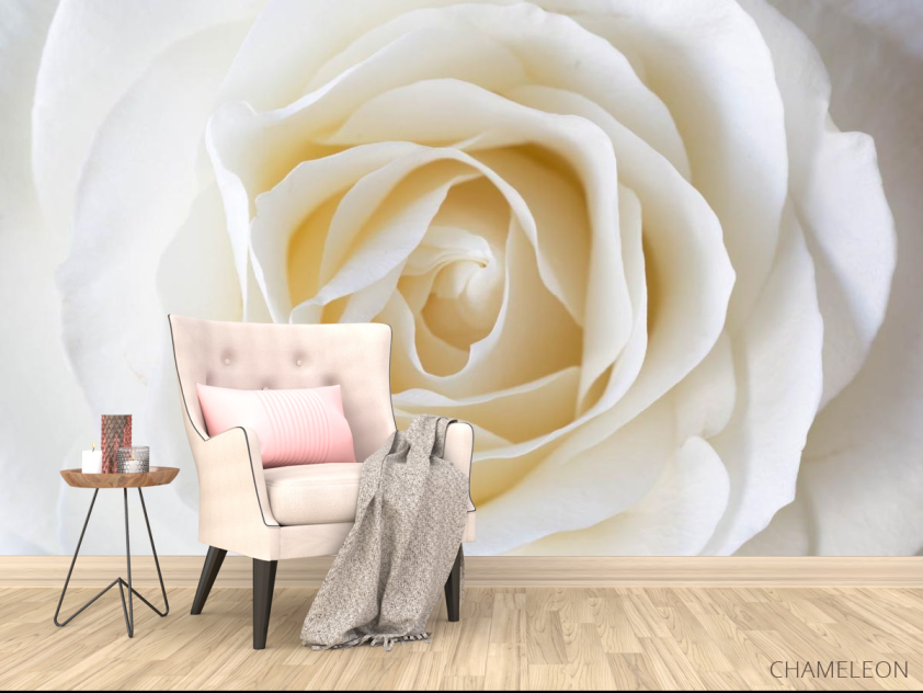 Фотообои белая роза - 4