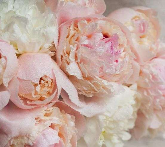 Фотошпалери ніжні квіти з краплями 21006