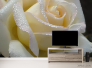 Фотообои белая роза с каплями - 2