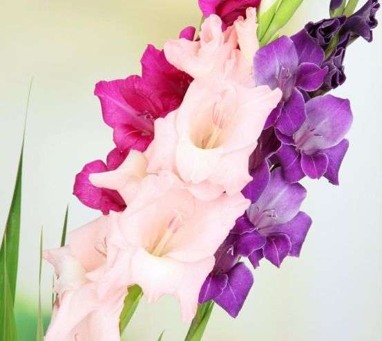 Фотообои гладиолусы Фотообои гладиолусы 20663