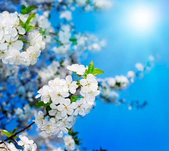 Фотообои Цветущие весной персики 10266