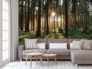 Фотообои солнце пробивается в лесу - 3