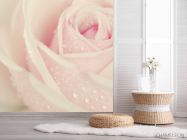 Фотошпалери Краплі роси на троянді - 2