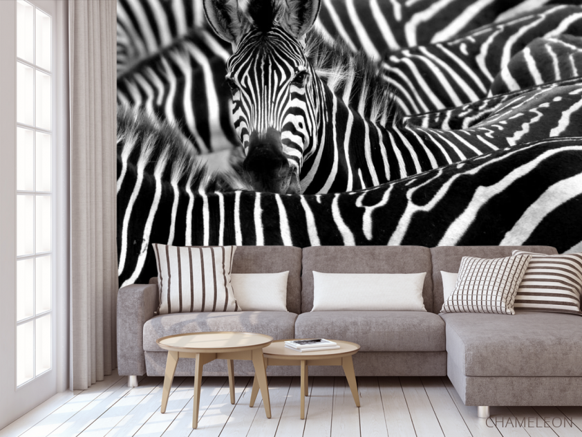 Фотообои Любопытная зебра - 3
