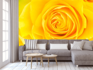 Фотообои Желтая роза крупным планом - 3