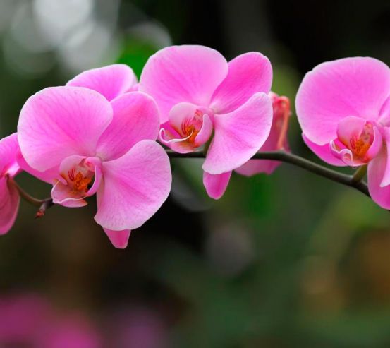 Фотообои Орхидеи нежно-розовые 8400