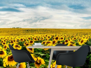 Фотошпалери велике поле соняшників - 1